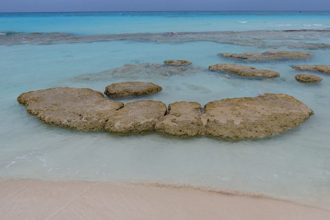 Stromatolites at Highborne Cay