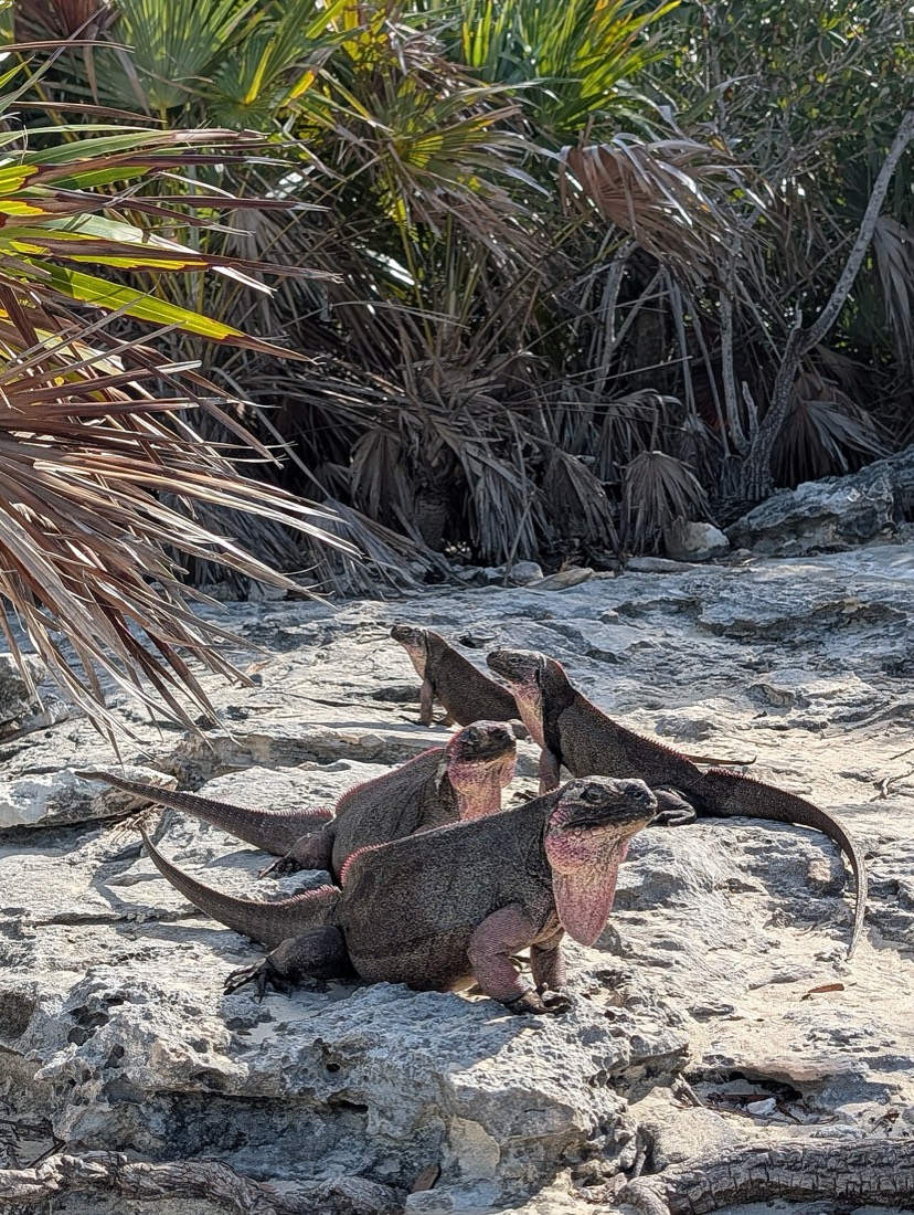 Allen's Cay rock iguanas