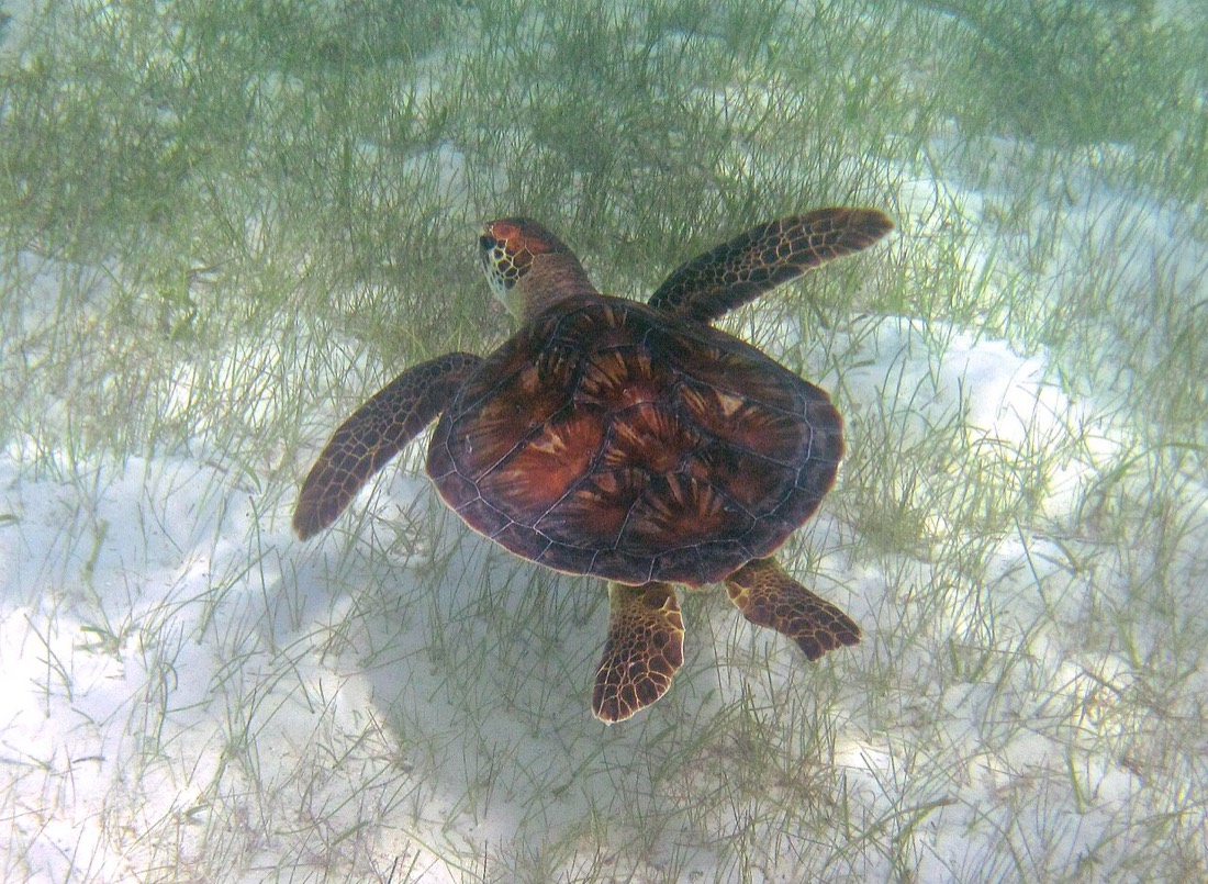 Green sea turtle over seagrass