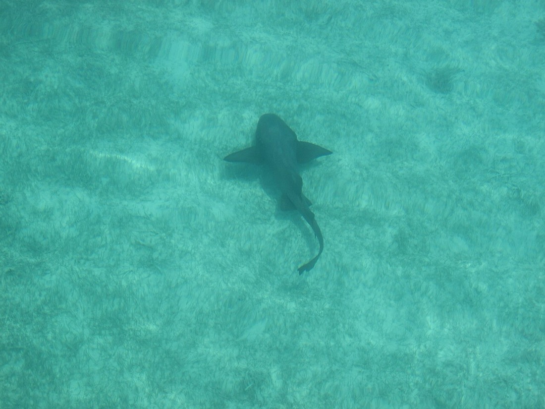 A nurse shark in the Exuma shallows