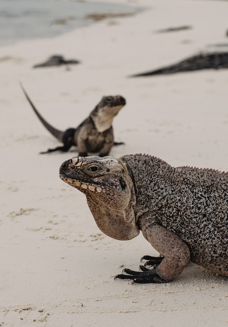 Iguanas on an Exuma beach